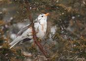 American Robin with pied leucism