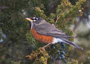 "normal" American Robin