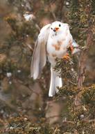 American Robin with pied leucism eating juniper berries 
