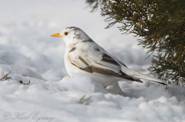 American Robin with pied leucism in the snow