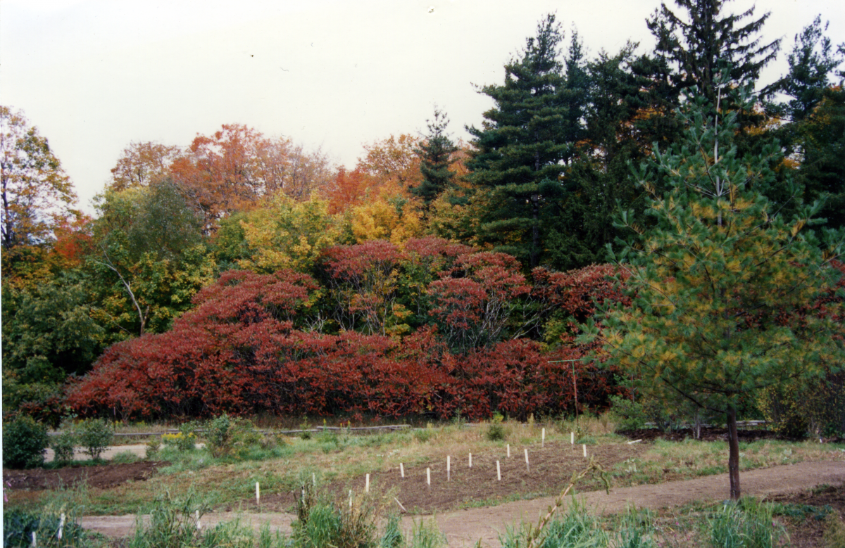 Garden one, 1988
