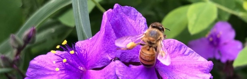 Bee on purple flower