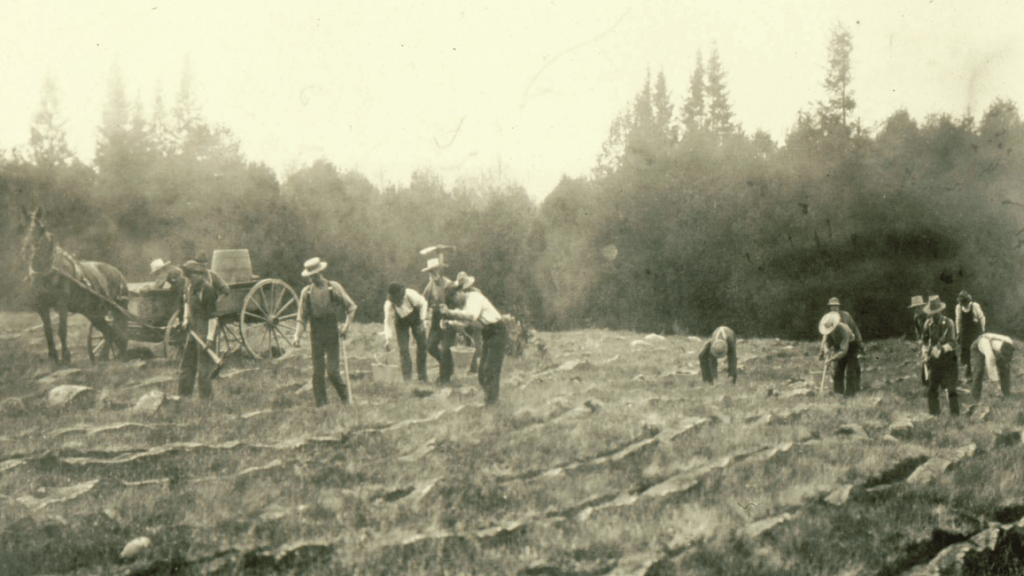 A group of men planting the Zavitz Pines using pickaxes in 1907