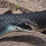 Blue Racer Snake