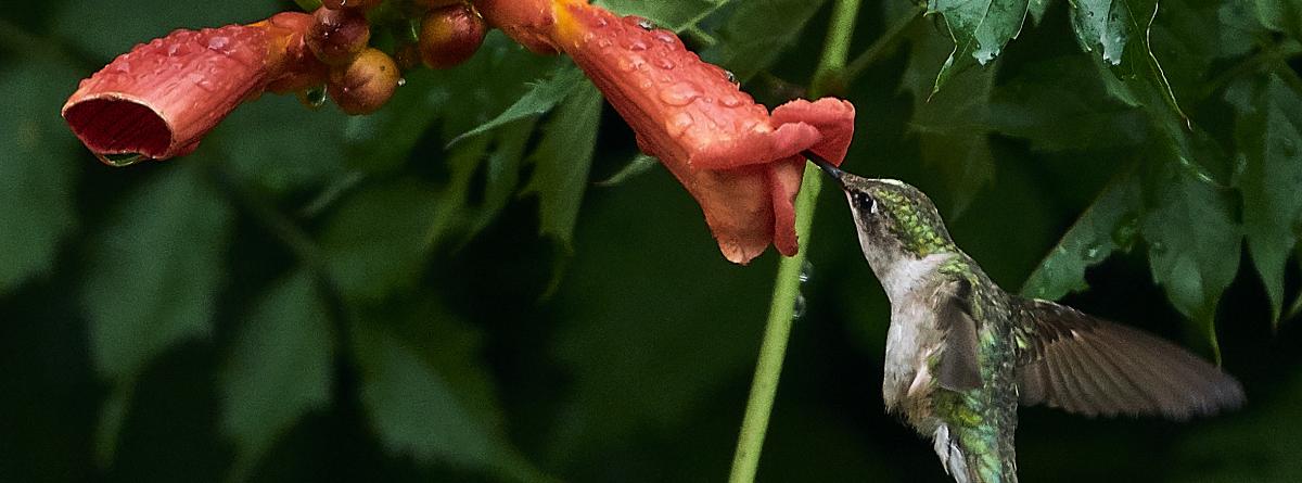 Hummingbird drinking from flower