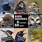 collage of 8 birds representing bird groups in workshop series