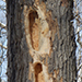 Tree trunk that woodpecker has been at