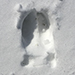 deer track in snow