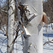 Birch tree