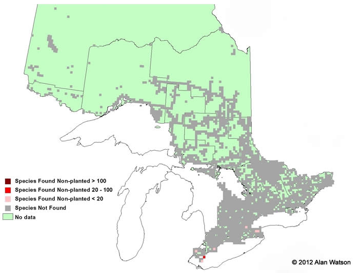 Ontario Tree Atlas map of non-planted Red Mulberry. 1995-1999.