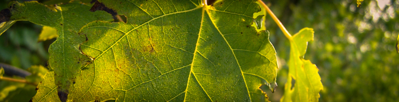 tree leaves