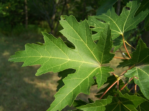 Silver Maple Leaves