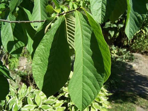 Pawpaw Leaves