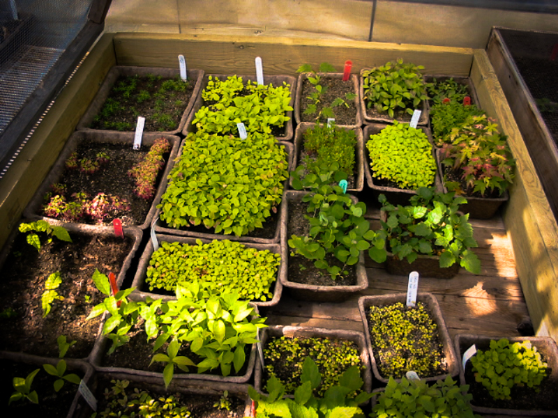 A variety of tree seedlings just after germination.