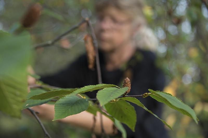 American Elm (Ulmus americana) seeds ready for harvest.