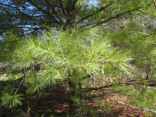 White pine needles