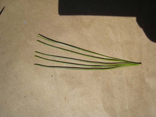 bundle of 5 white pine needles