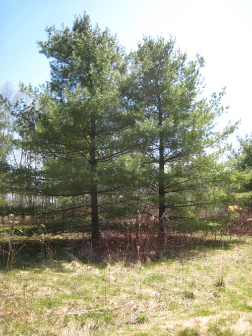 Young Eastern White Pines.
