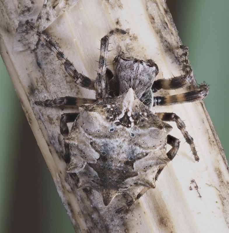 Starbellied Orbweaver