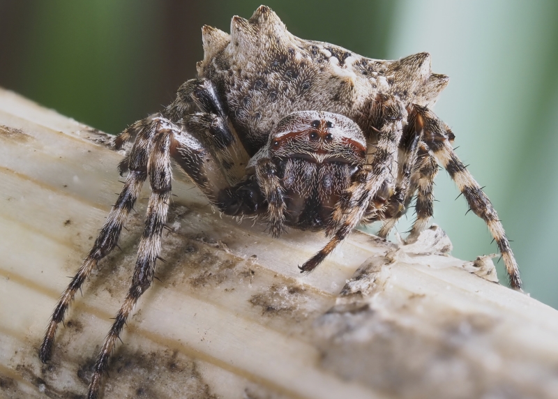 starbellied orbweaver