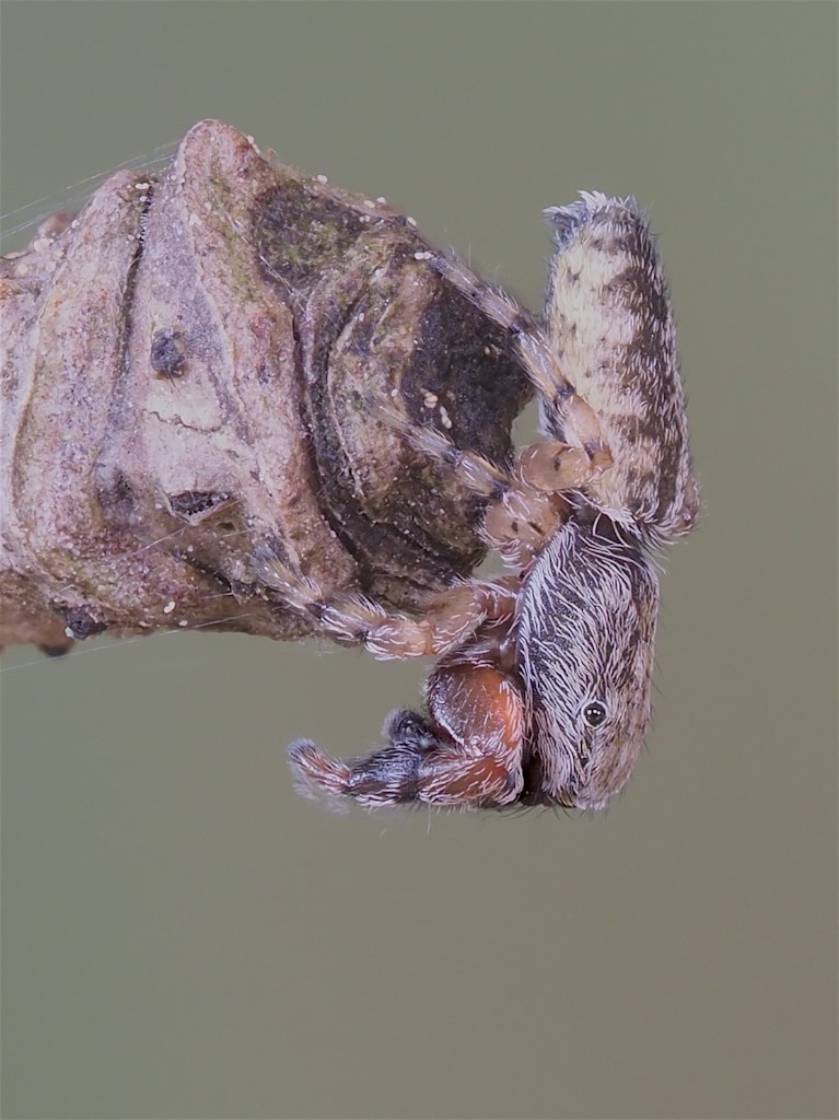 Admestina wheeleri found in The Arboretum. Photo by John Reaume. 