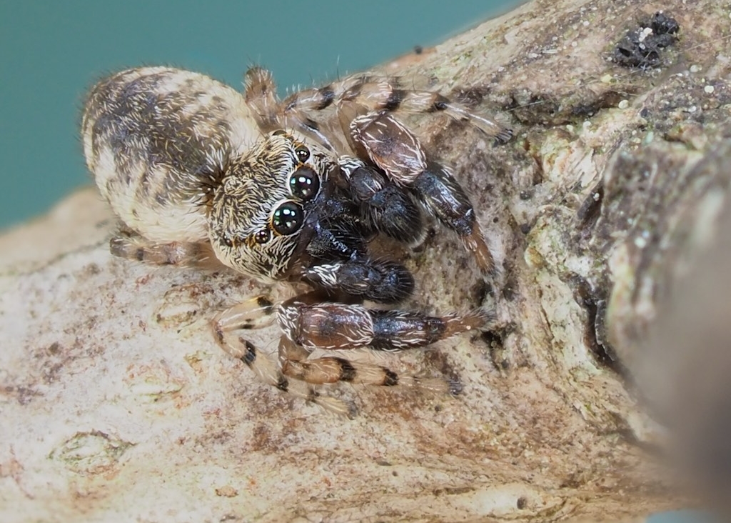 Admestina wheeleri found in The Arboretum. Photo by John Reaume. 