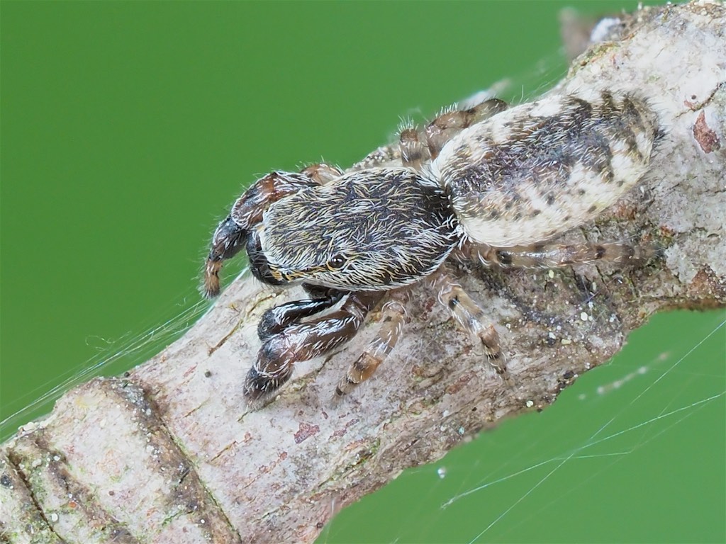 Admestina wheeleri found in The Arboretum. Photo by John Reaume. 