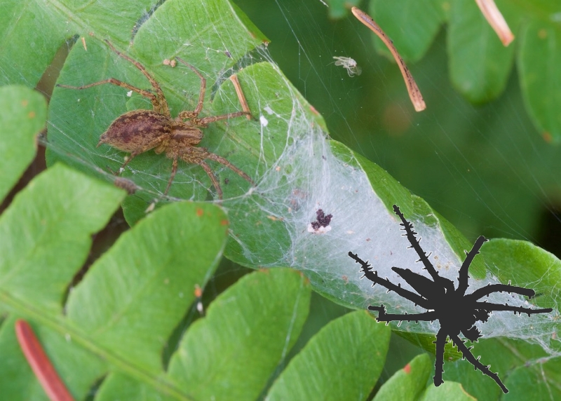 Agelenidae