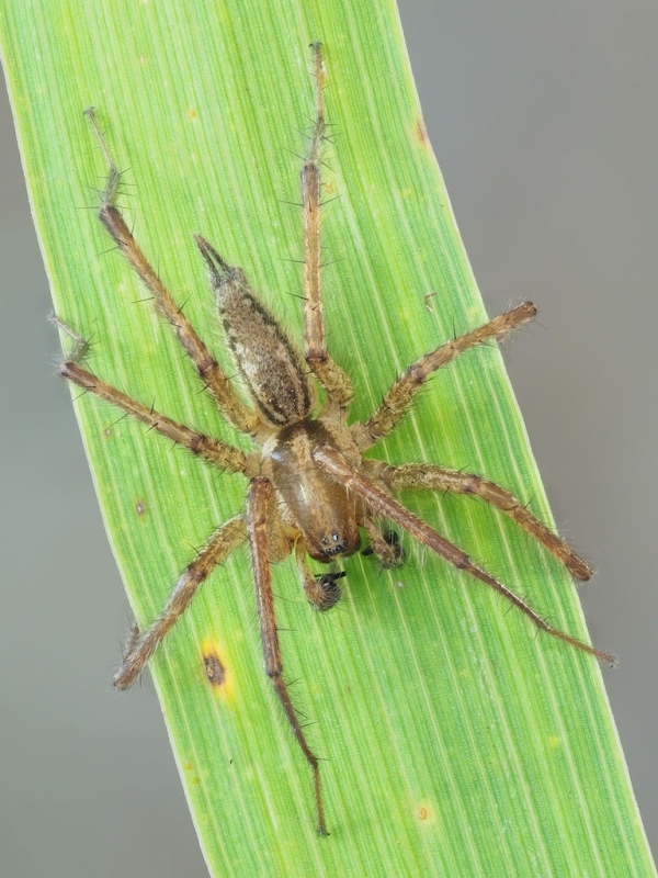 Agelenopsis potteri