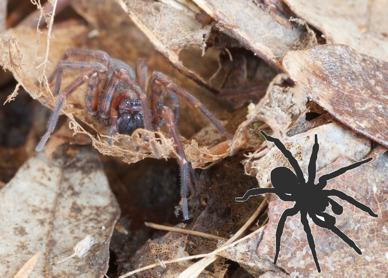 Amaurobiidae