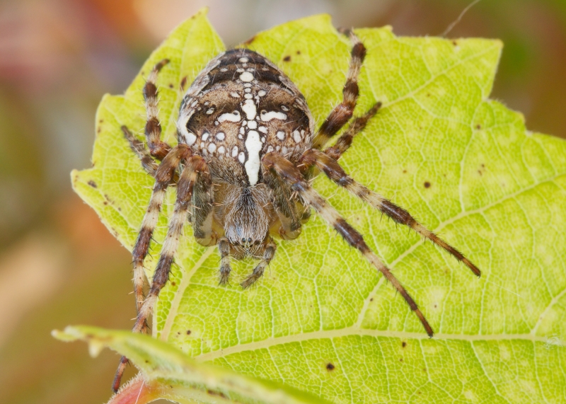 Araneus Diadematus