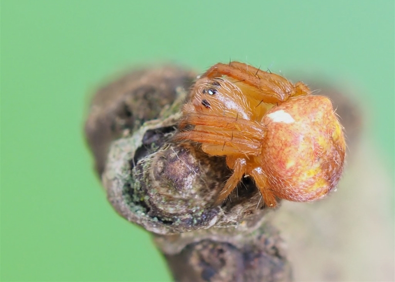 Araneus saevus