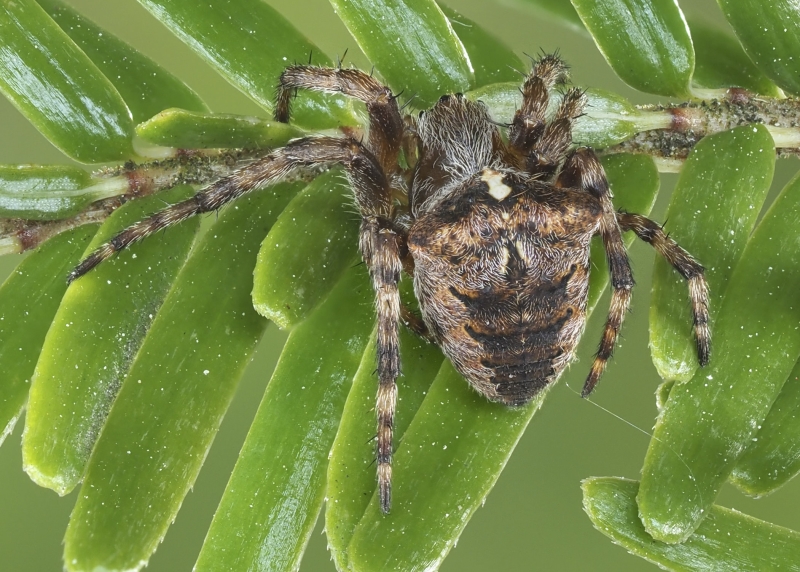 Araneus saevus