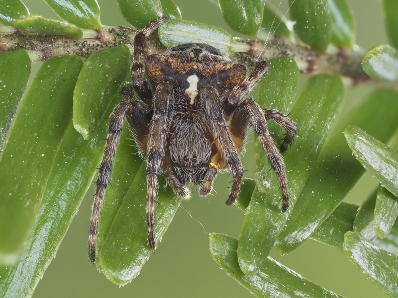 Araneus saevus