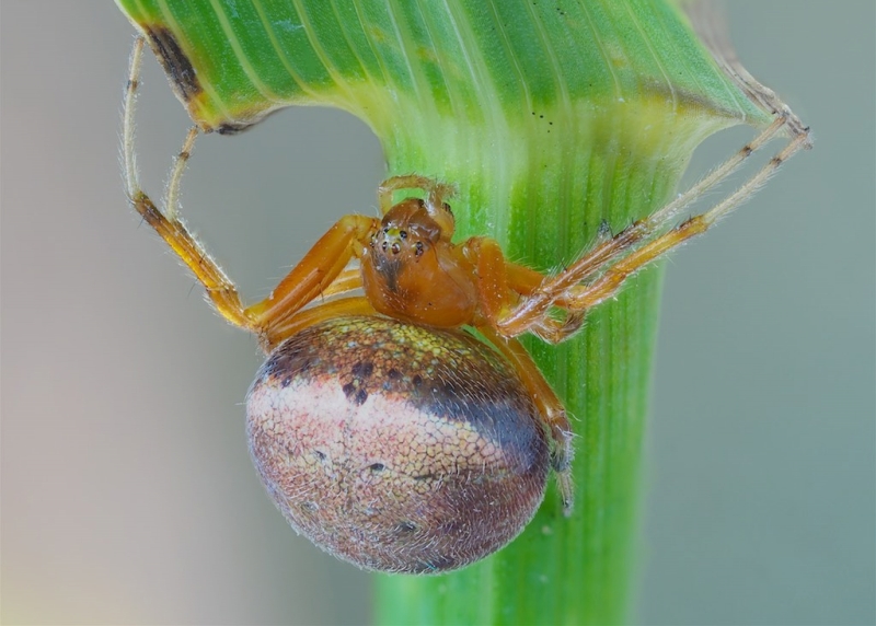 Araneus thaddeus