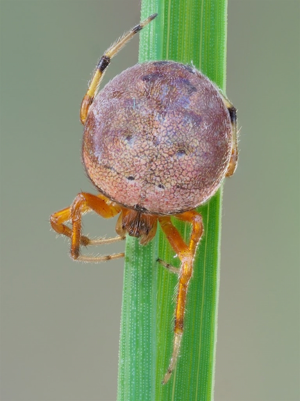 Araneus thaddeus