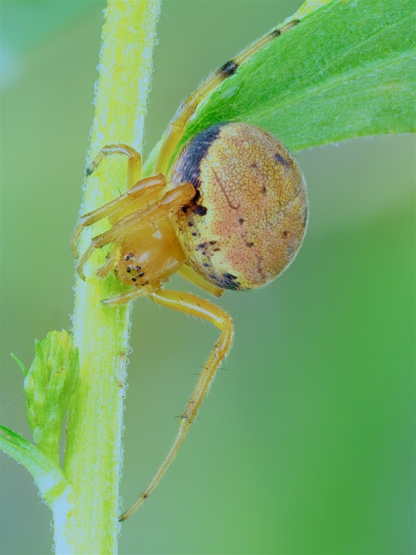 Araneus thaddeus