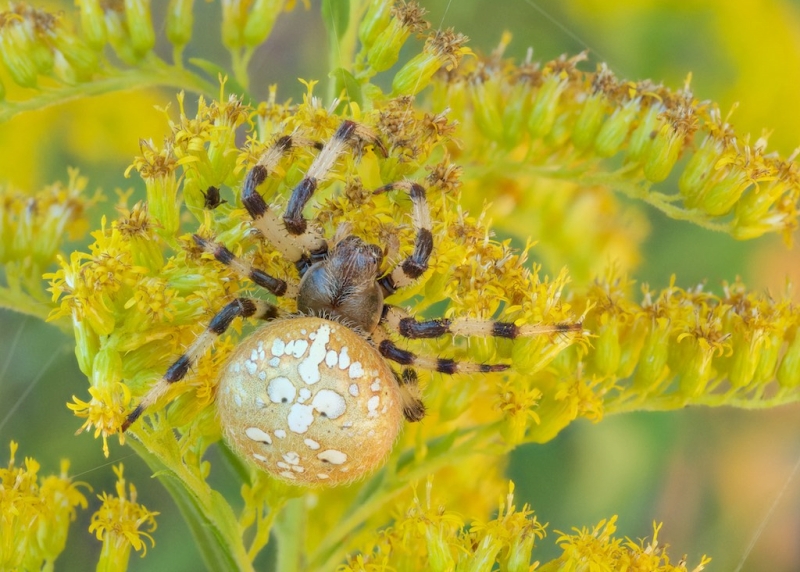 Araneus trifolium