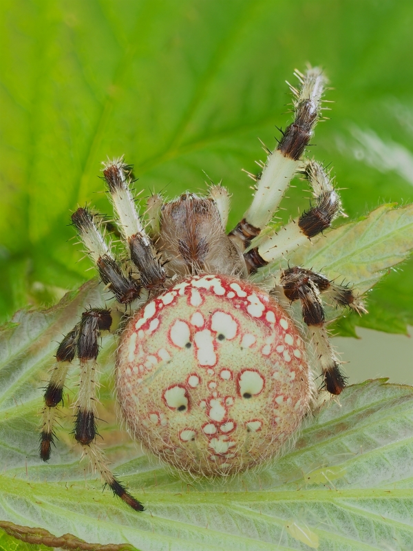 Araneus trifolium (Shamrock Orbweaver)