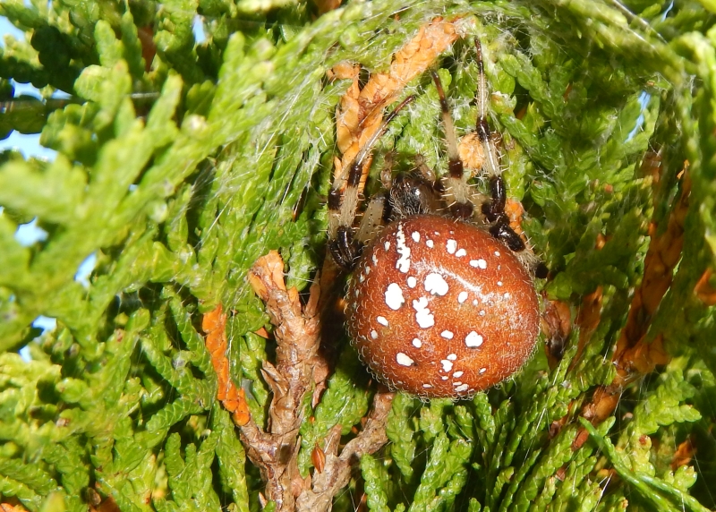 Araneus trifolium (Shamrock Orbweaver)