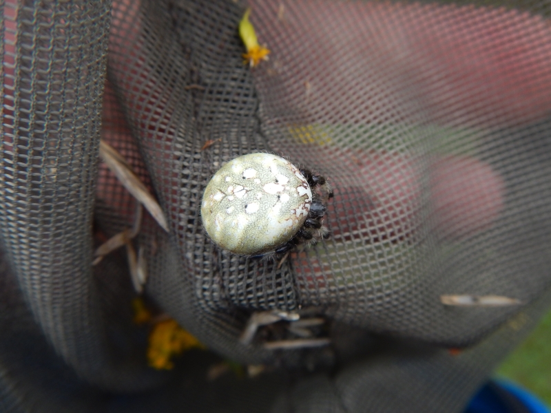 Araneus trifolium (Shamrock Orbweaver)