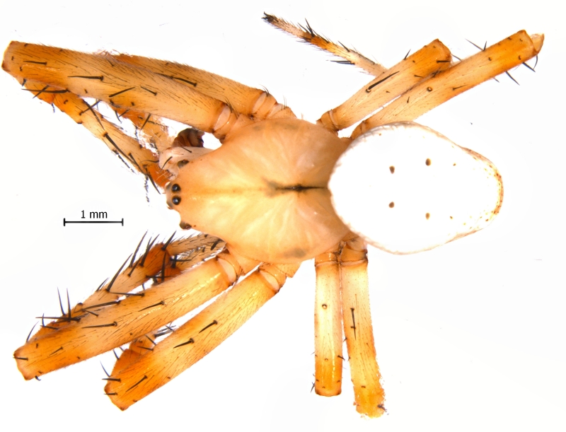 Male Araneus trifolium dorsal view