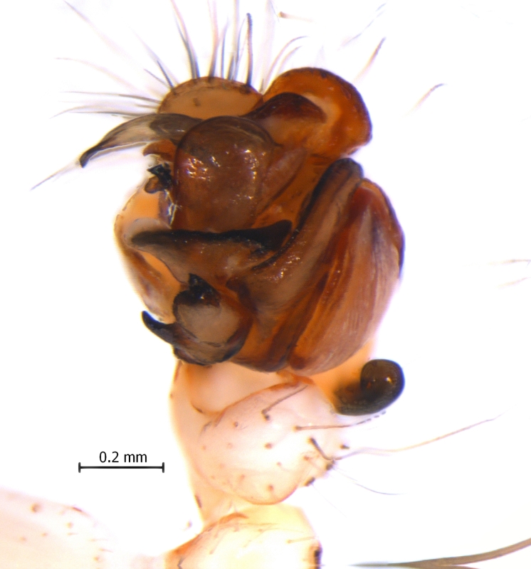 Male Araneus trifolium