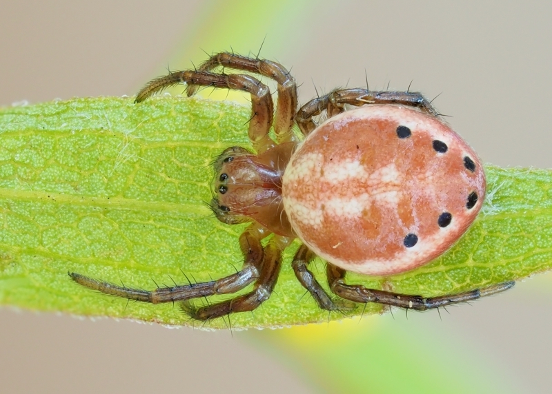 Araniella displicata