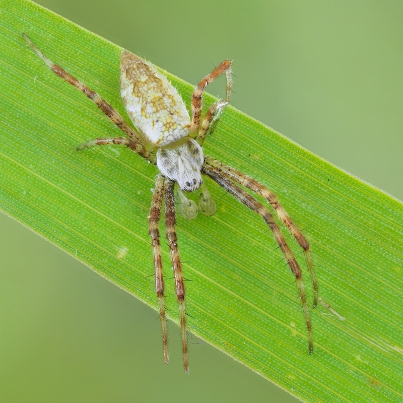 argiope aurantia