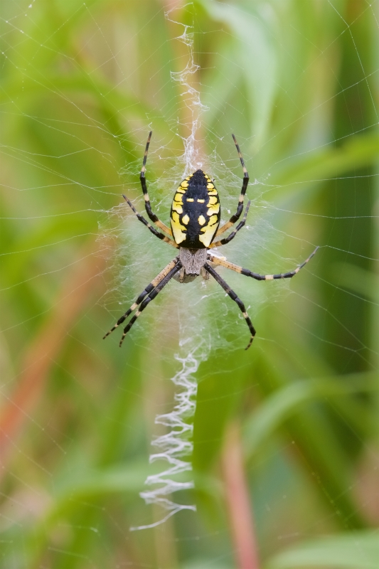 Argiope aurantia | The Arboretum