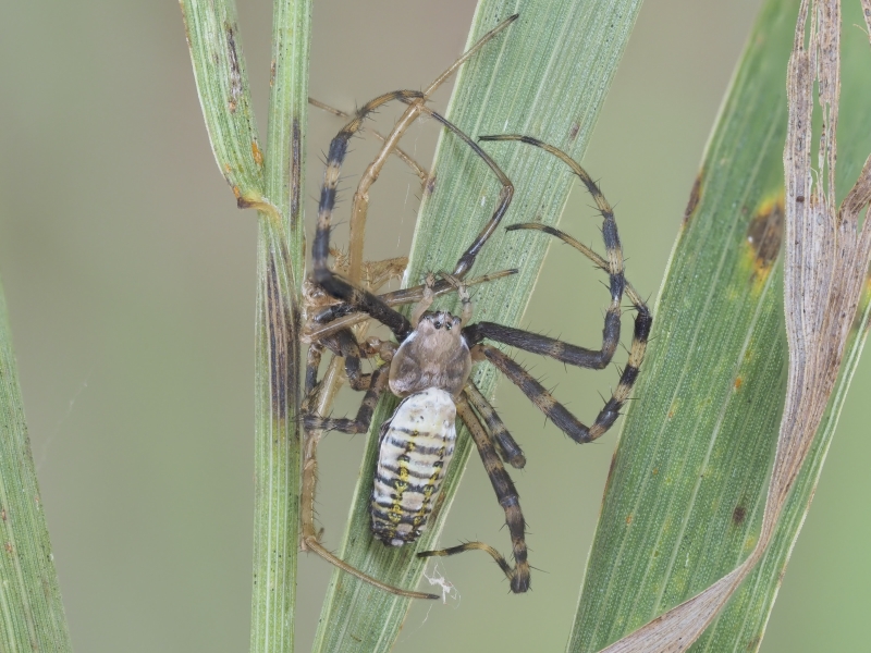 Argiope trifasciata (Banded Garden Spider)