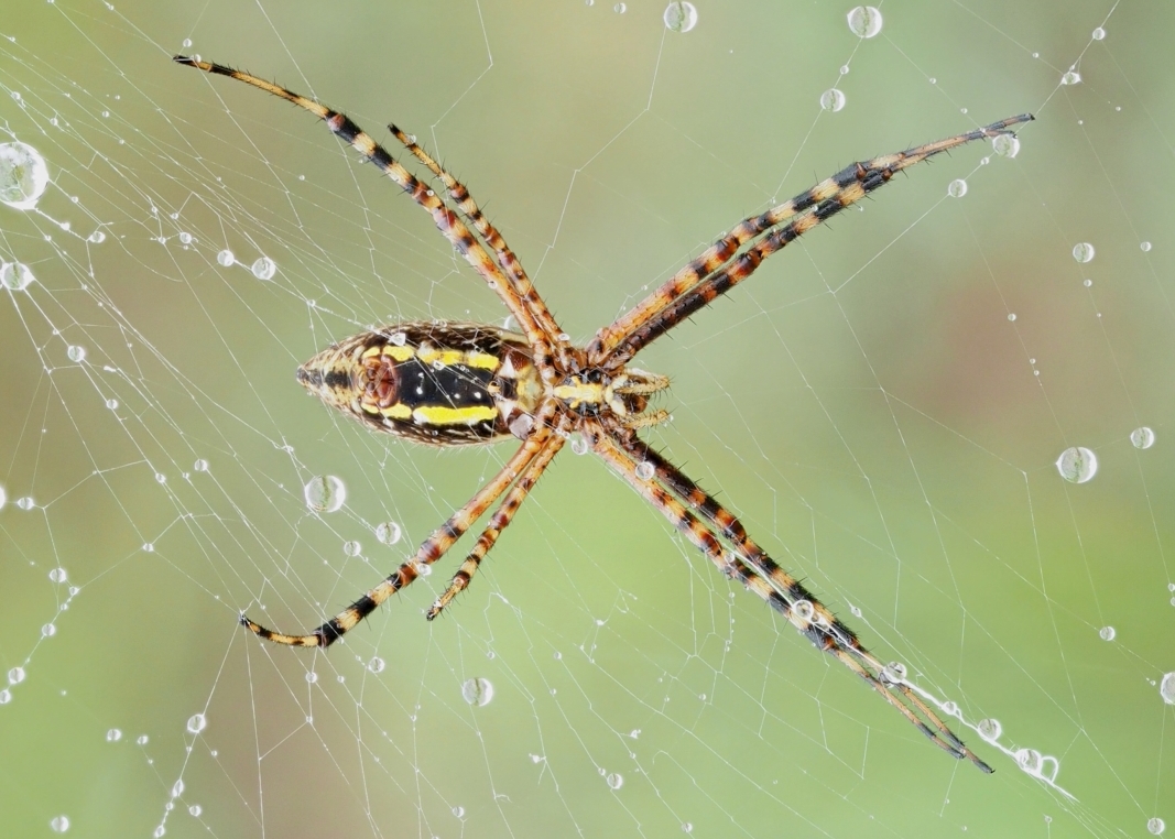 Argiope trifasciata