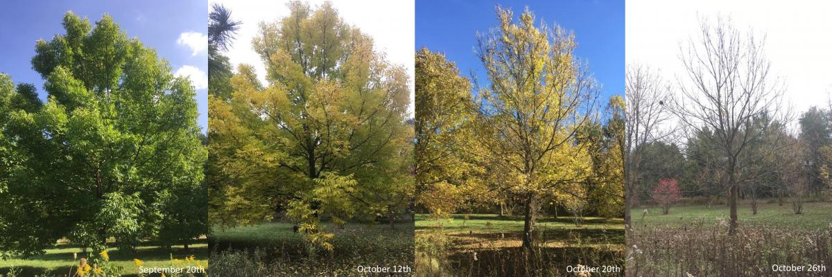 Seasonal images of Blue Ash Trees