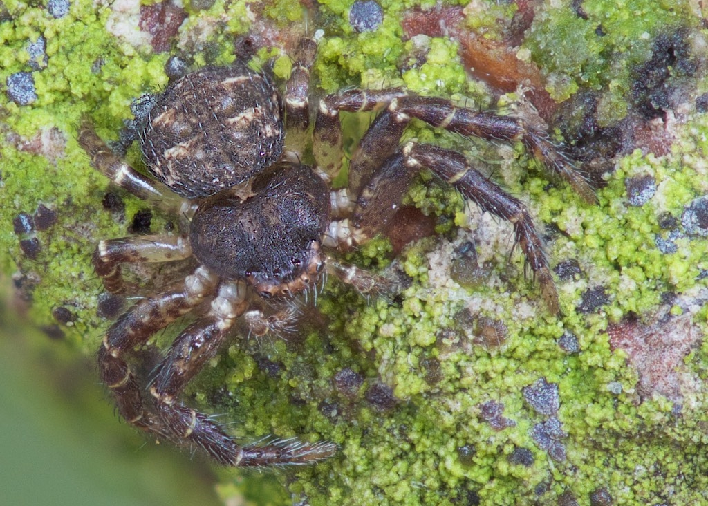 Bassaniana Utahensis found in The Arboretum. Photo by John Reaume.